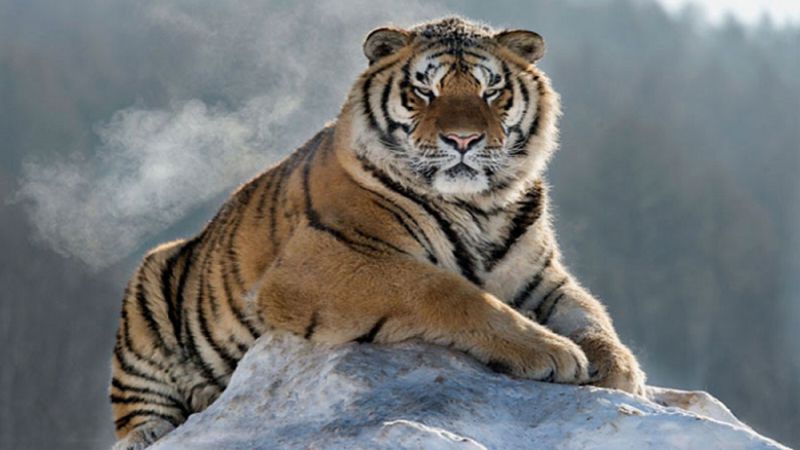 Ý nghĩa giấc mơ thấy hổ