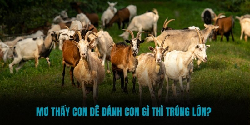 Mơ thấy con dê đánh con gì thì trúng lớn? 