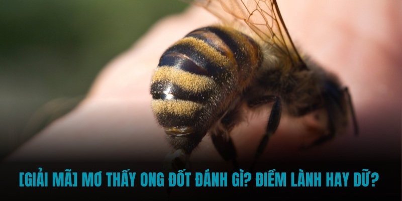 Mơ thấy ong đốt