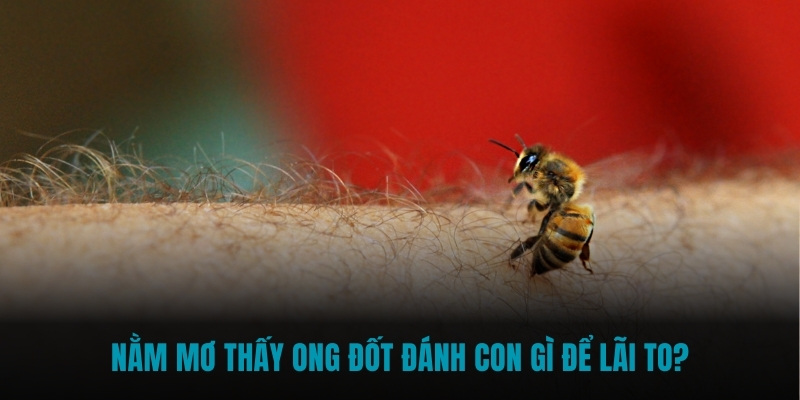 Nằm mơ thấy ong đốt đánh con gì để lãi to?