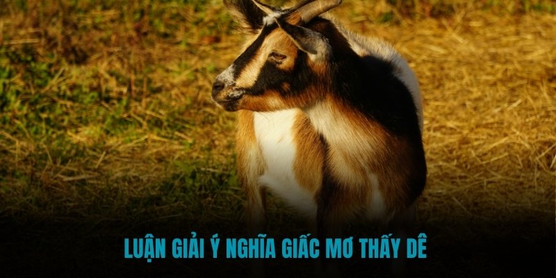 Luận giải ý nghĩa giấc mơ thấy dê 