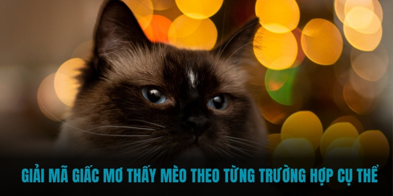 Giải mã giấc mơ thấy mèo theo từng trường hợp cụ thể 