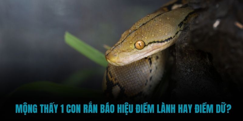 Mộng thấy 1 con rắn báo hiệu điềm lành hay điềm dữ? 