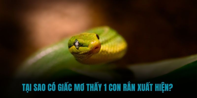 Tại sao có giấc mơ thấy 1 con rắn xuất hiện? 