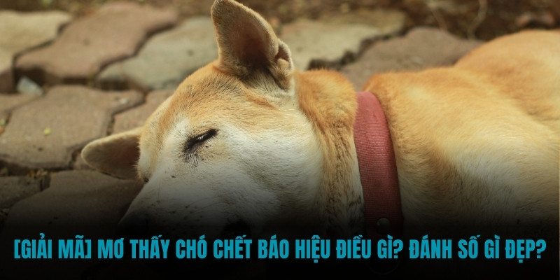 Mơ thấy chó chết