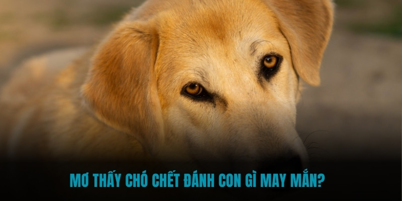 Mơ thấy chó chết đánh con gì may mắn?  
