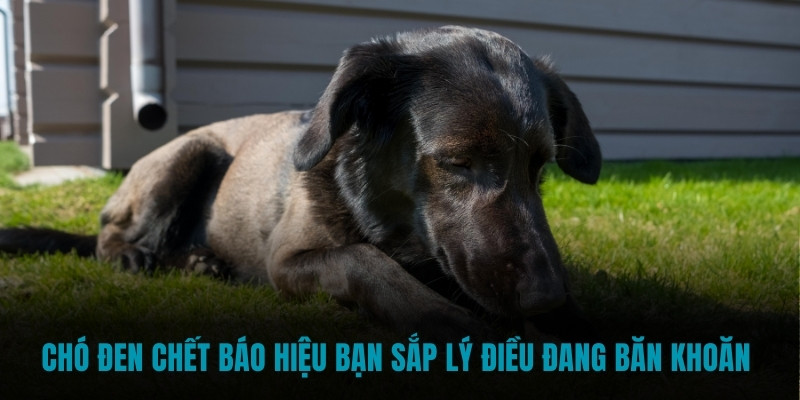 Chó đen chết báo hiệu bạn sắp lý điều đang băn khoăn 