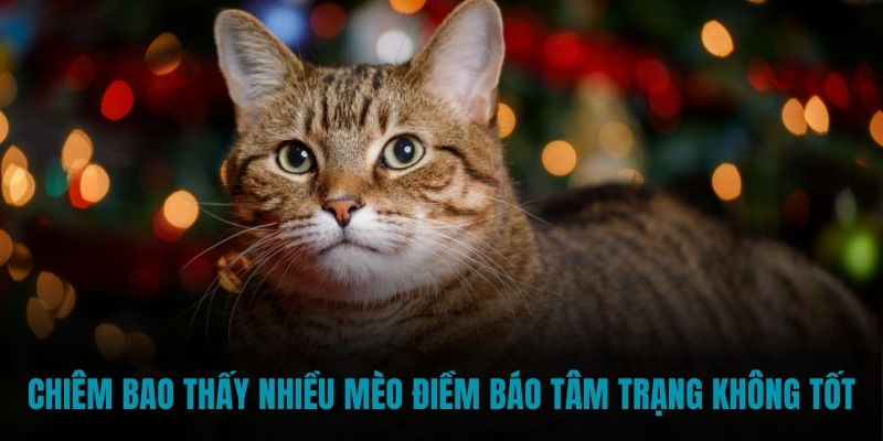 Chiêm bao thấy nhiều mèo điềm báo tâm trạng không tốt