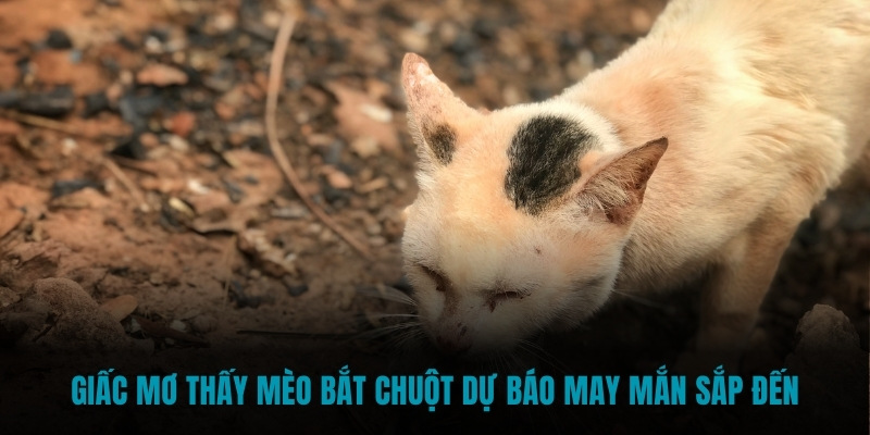 Giấc mơ thấy mèo bắt chuột dự báo may mắn sắp đến