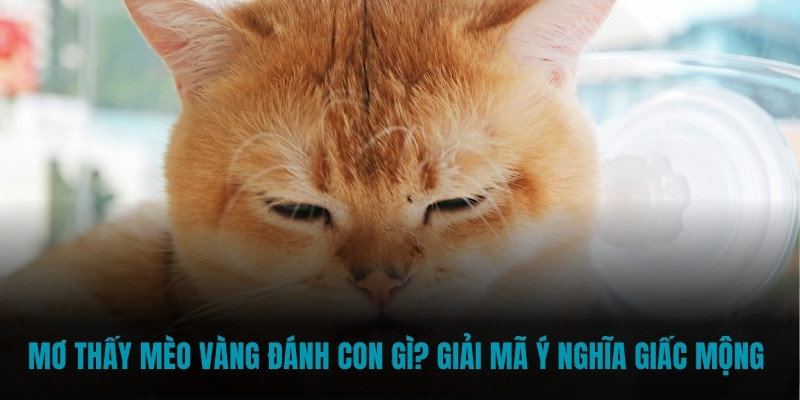 mơ thấy mèo vàng