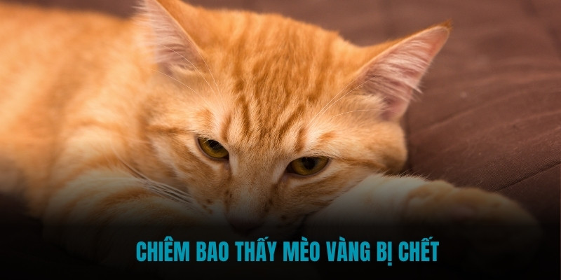 Chiêm bao thấy mèo vàng bị chết là điềm báo không tốt