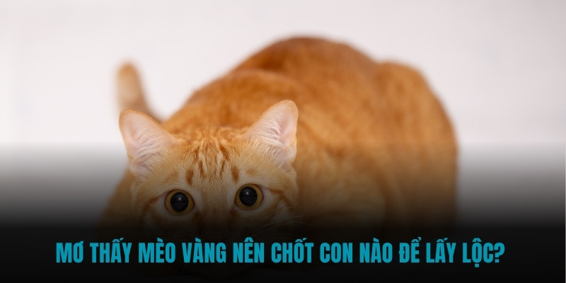 Mơ thấy mèo vàng nên chốt con nào để lấy lộc?
