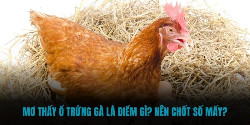 mơ thấy ổ trứng gà