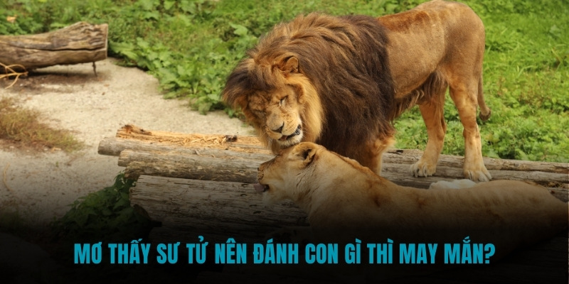 Mơ thấy sư tử nên đánh con gì thì may mắn?