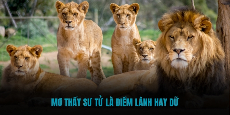 Mơ thấy sư tử là điềm lành hay dữ