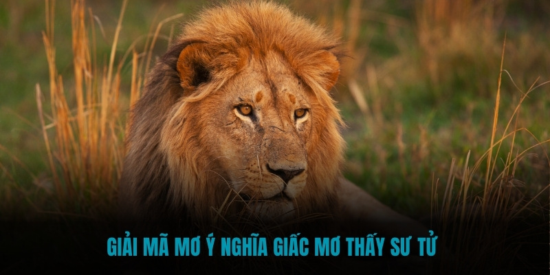 Giải mã mơ ý nghĩa giấc mơ thấy sư tử 