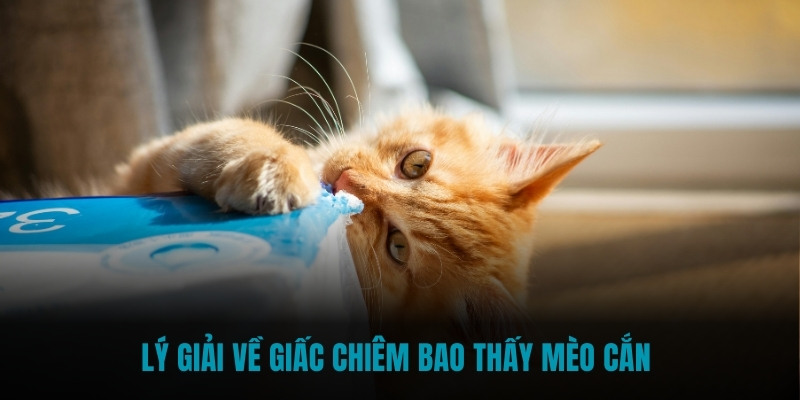 Lý giải về giấc chiêm bao thấy mèo cắn 