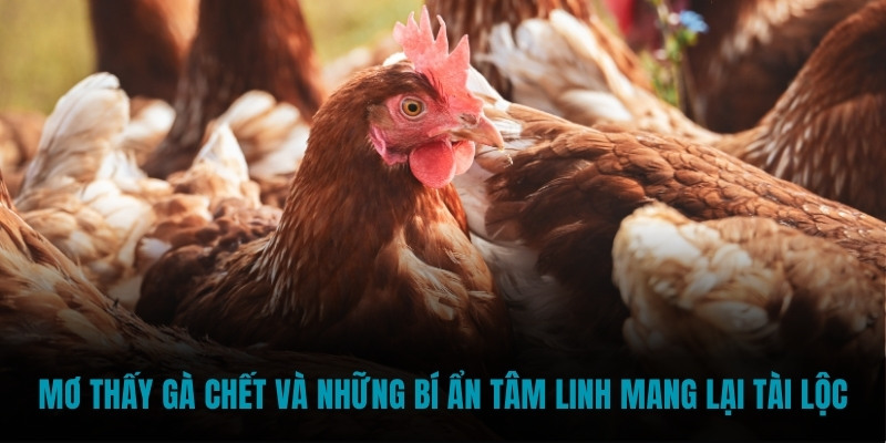 Mơ thấy gà chết