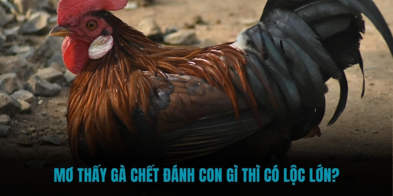 Mơ thấy gà chết đánh con gì thì có lộc lớn?