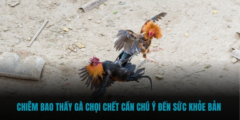 Chiêm bao thấy gà chọi chết cần chú ý đến sức khỏe 