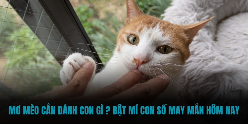 mơ mèo cắn
