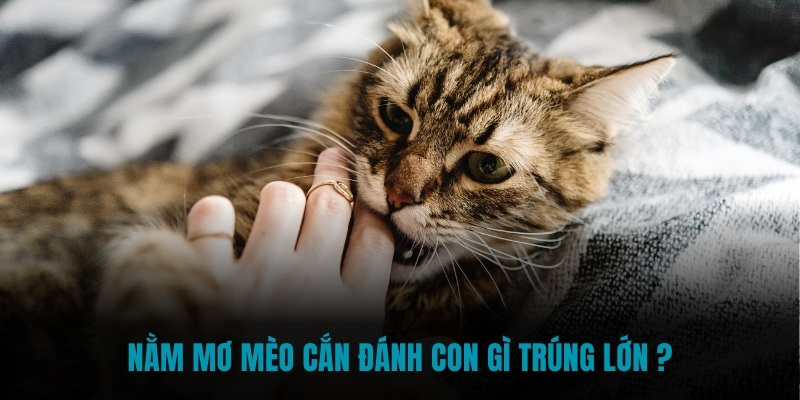 Nằm mơ mèo cắn đánh con gì trúng lớn ?