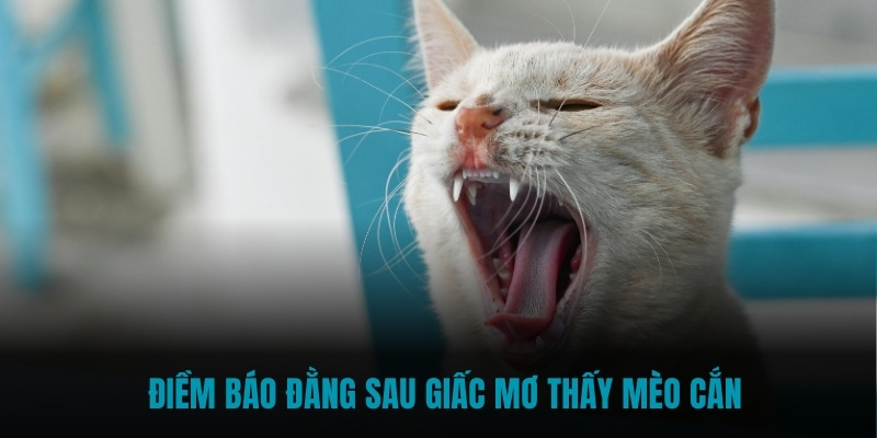 Điềm báo đằng sau giấc mơ thấy mèo cắn 