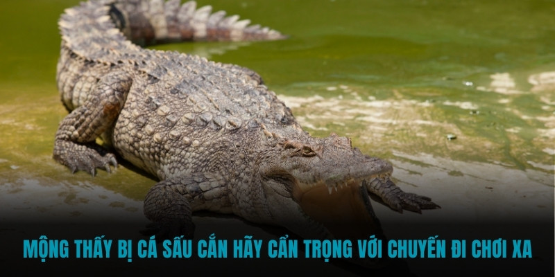 Mộng thấy bị cá sấu cắn hãy cẩn trọng với chuyến đi chơi xa