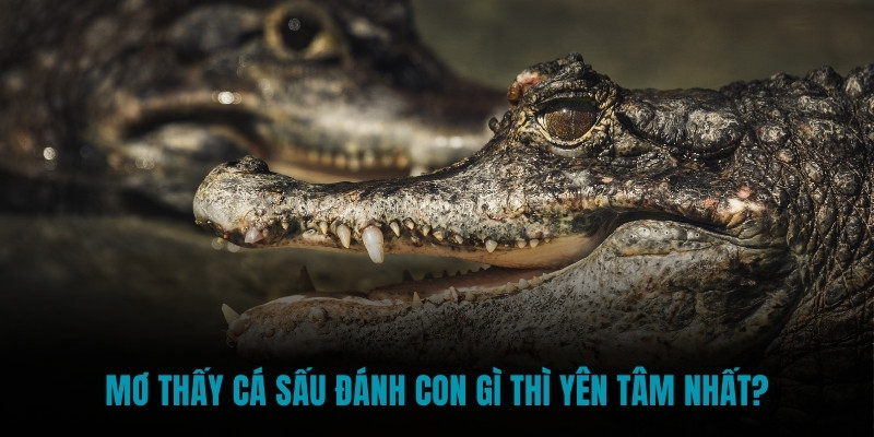 Mơ thấy cá sấu đánh con gì thì yên tâm nhất?