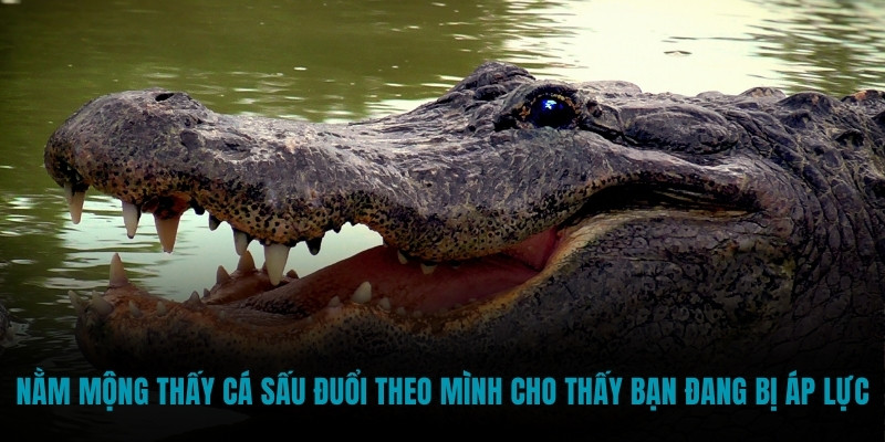 Nằm mộng thấy cá sấu đuổi theo mình cho thấy bạn đang bị áp lực