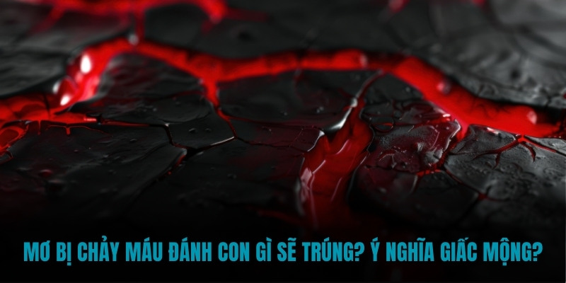 Mơ bị chảy máu đánh con gì