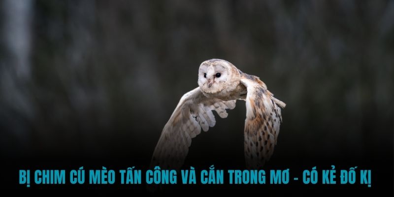 Bị chim cú mèo tấn công và cắn trong mơ - có kẻ đố kị 