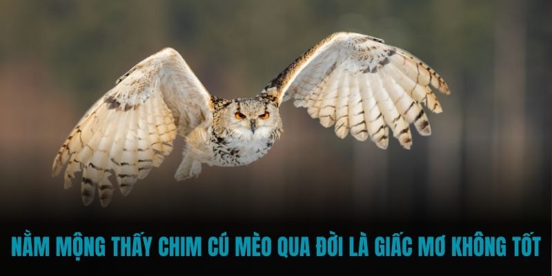 Nằm mộng thấy chim cú mèo qua đời là giấc mơ không tốt