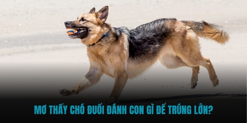 Mơ thấy chó đuổi đánh con gì để trúng lớn?