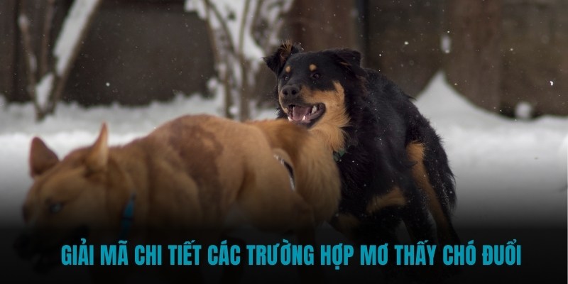 Giải mã chi tiết các trường hợp mơ thấy chó đuổi