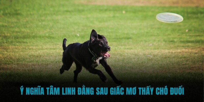 Ý nghĩa tâm linh đằng sau giấc mơ thấy chó đuổi