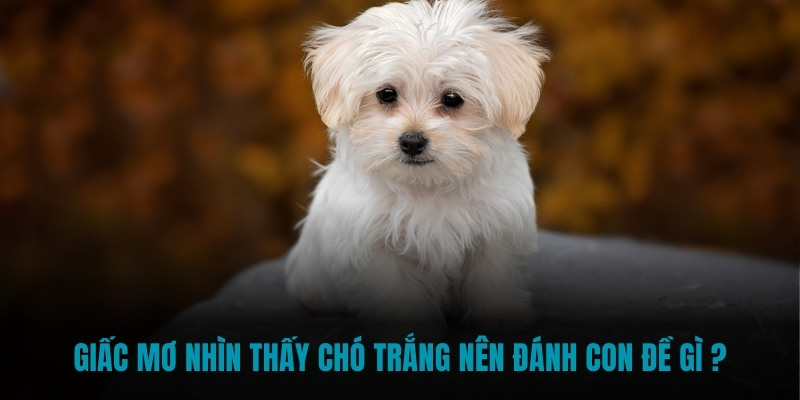 Giấc mơ nhìn thấy chó trắng nên đánh con đề gì nhanh thắng?