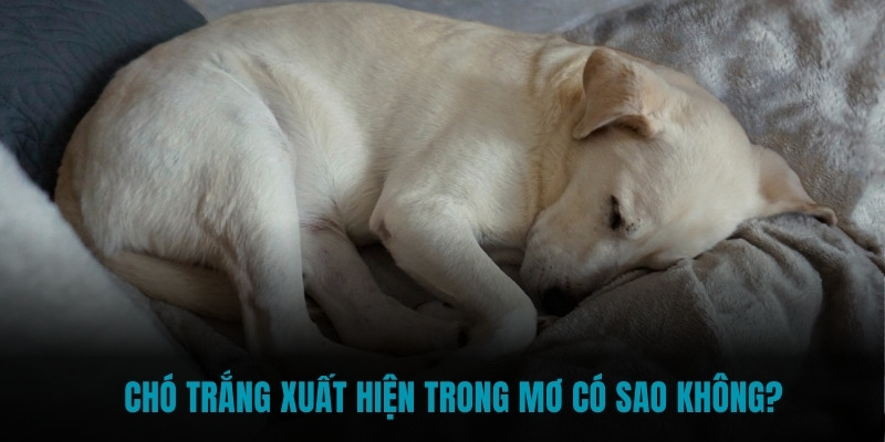 Chó trắng xuất hiện trong mơ có sao không?