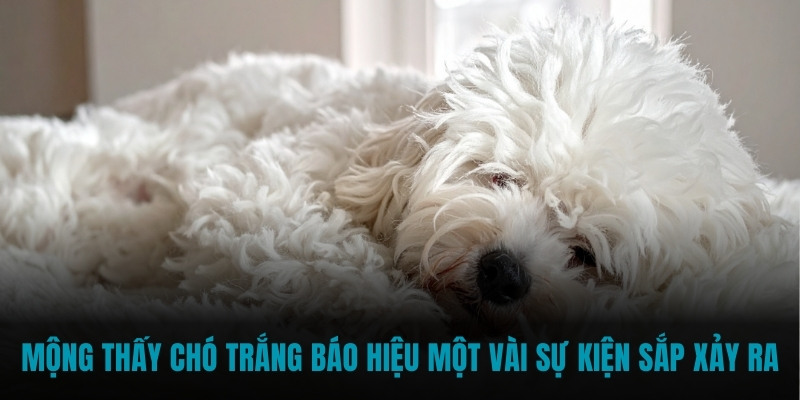 Mộng thấy chó trắng báo hiệu một vài sự kiện sắp xảy ra