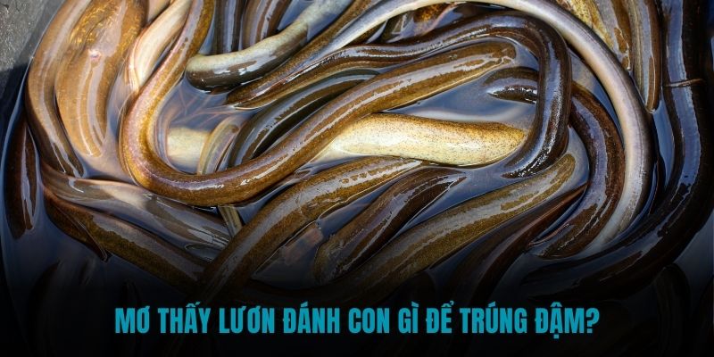 Mơ thấy lươn đánh con gì để trúng đậm?