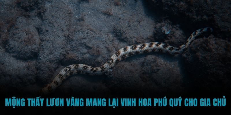 Mộng thấy lươn vàng mang lại vinh hoa phú quý cho gia chủ