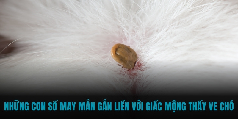 Những con số may mắn gắn liền với giấc mộng thấy ve chó