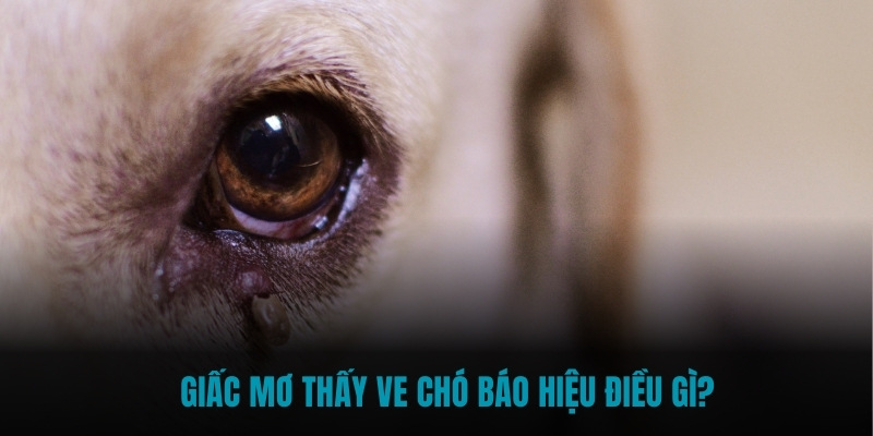 Giấc mơ thấy ve chó báo hiệu điều gì?