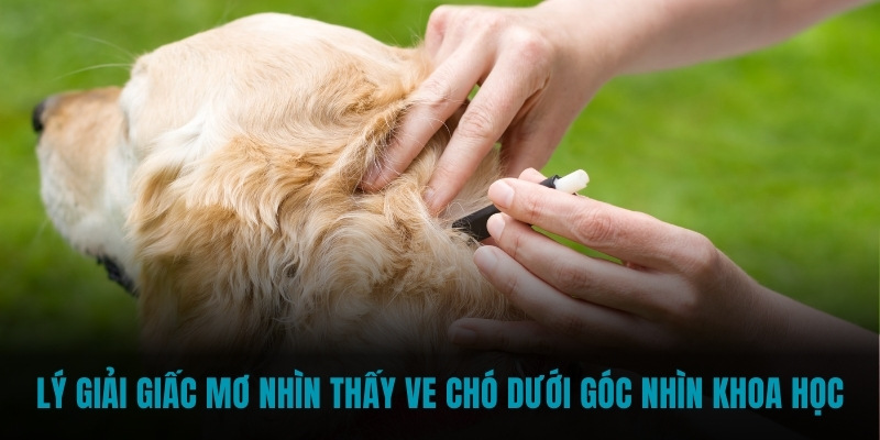 Lý giải giấc mơ nhìn thấy ve chó dưới góc nhìn khoa học