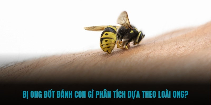 Bị ong đốt đánh con gì phân tích dựa theo loài ong?