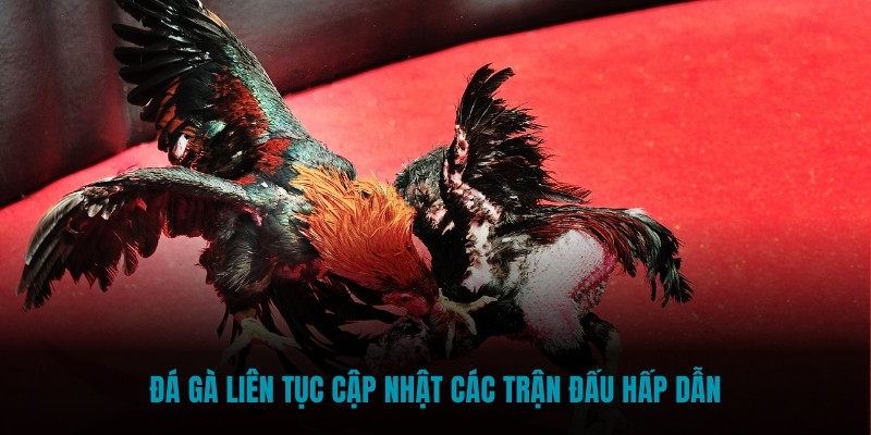 Đá Gà liên tục cập nhật các trận đấu hấp dẫn