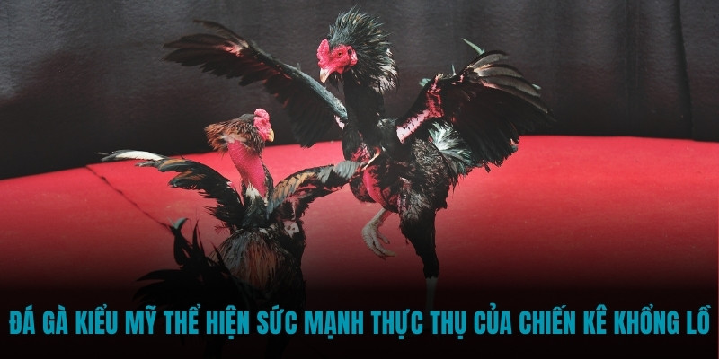 Đá gà kiểu Mỹ thể hiện sức mạnh thực thụ của chiến kê khổng lồ