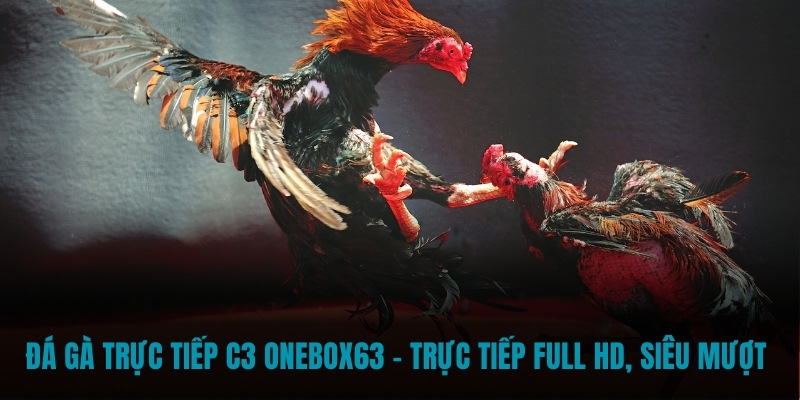 Đá gà trực tiếp C3