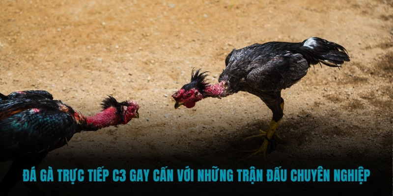 Đá gà trực tiếp C3 gay cấn với những trận đấu chuyên nghiệp