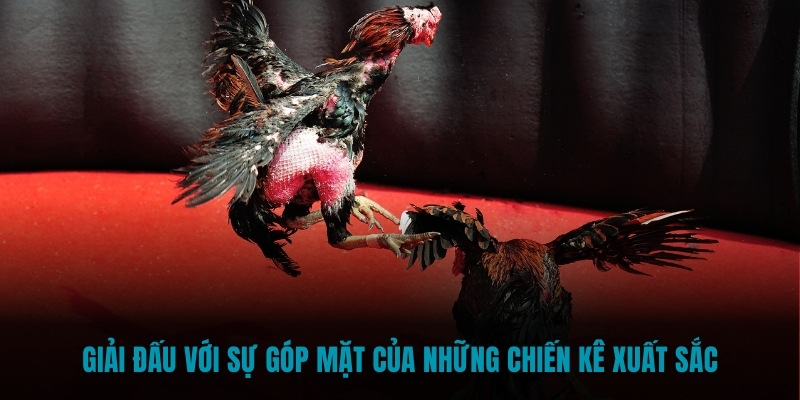 Giải đấu với sự góp mặt của những chiến kê xuất sắc